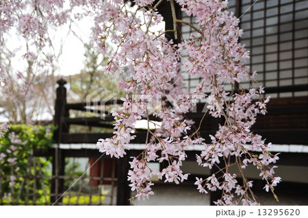 京都　枝垂れ桜 13295620