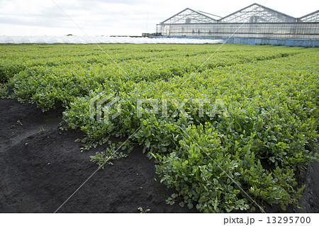 セリの畑栽培 13295700