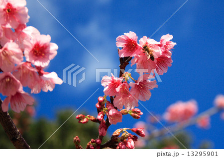 八重岳の桜 13295901