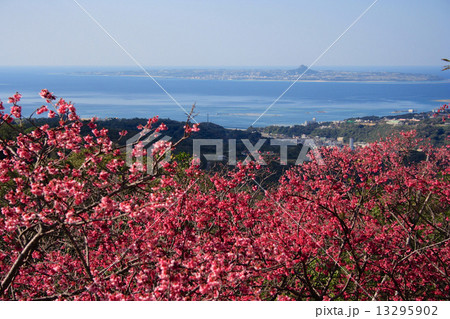 八重岳の桜 13295902