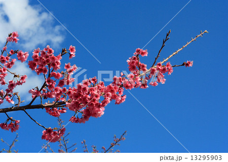 八重岳の桜 13295903