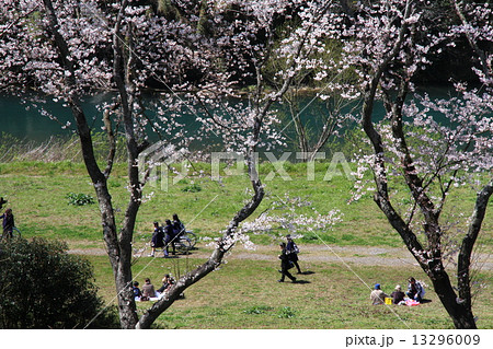 桜の咲く下で 桜の咲く下で 13296009