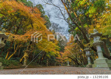 紅葉がきれいな秋の香取神宮の参道 13296106