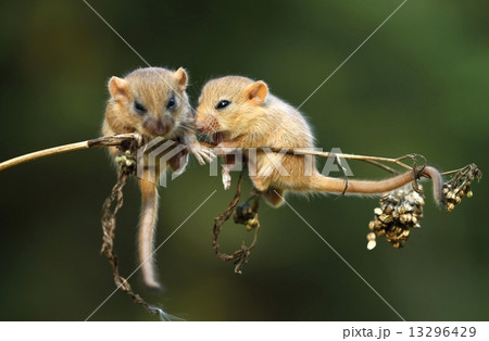 Climbing on stalk Climbing on stalk 13296429