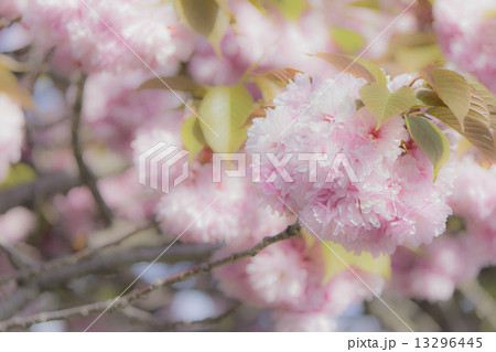 桜 13296445
