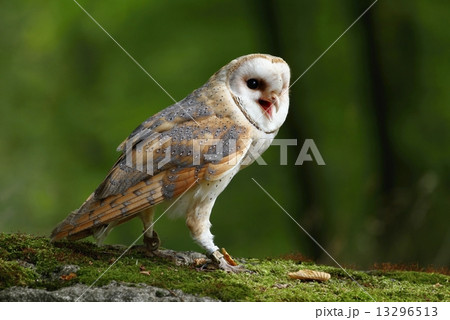 Owl Owl 13296513