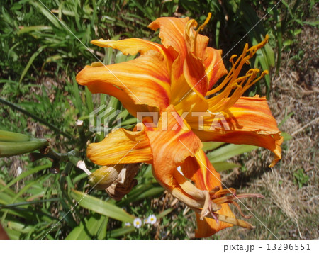 カンゾウの花 13296551