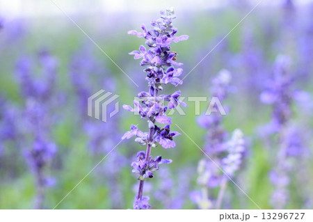 Blue Salvia (salvia farinacea) flowers blooming in the garden 13296727