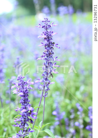 Blue Salvia (salvia farinacea) flowers blooming in the garden Blue Salvia (salvia farinacea) flowers blooming in the garden 13296731