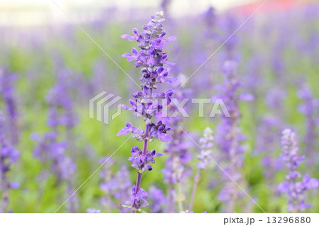 Beautiful Violet lavender flowers in the field 13296880
