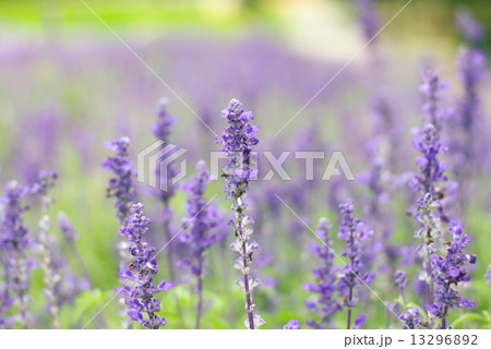Beautiful Violet lavender flowers in the field - Stock Image Beautiful Violet lavender flowers in the field - Stock Image 13296892