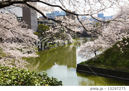 千鳥ケ淵公園の桜 13297275