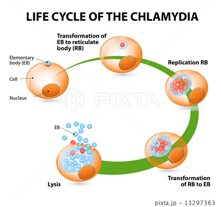 The chlamydial life cycle The chlamydial life cycle 13297363