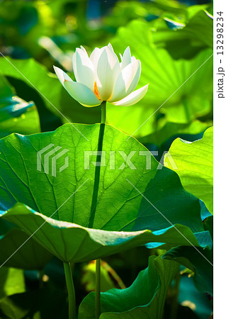 白い蓮の花 13298234