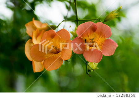 ノウゼンカズラ、ノウゼンカズラ科、オレンジ色の大きな花 13298259
