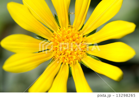 ガザニア・リゲンス,、ガザニア・レモンタルト、蛇の目勲章菊、キク科、南アフリカ 13298265