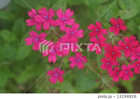 バーベナ バーベナ 13298826