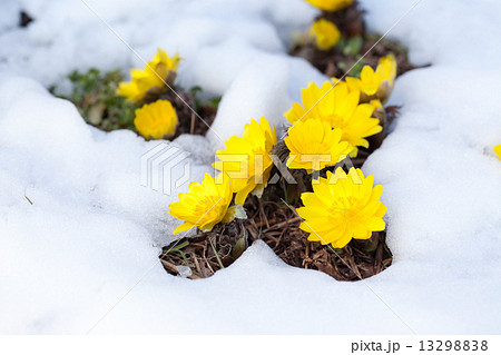 雪の中に咲くフクジュソウ 13298838