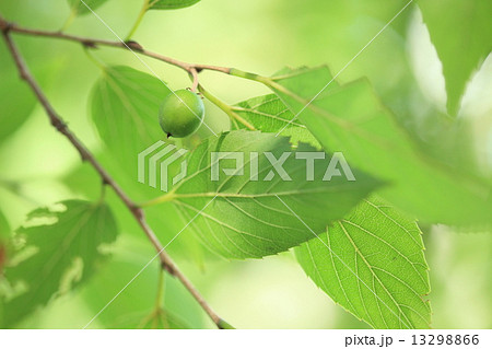 自然　植物　ムクノキ、夏には大きな木陰を作り晩秋にはおいし果実をみのらせます② 13298866