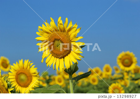 sunflower in field sunflower in field 13298927