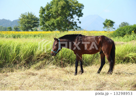 Horses grazing grass 13298953