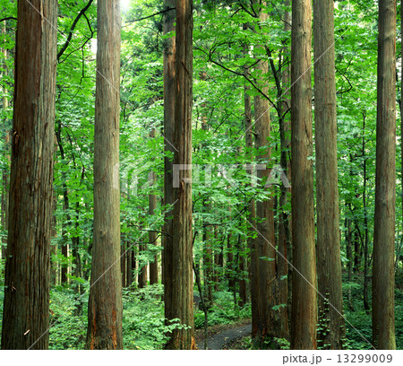 秋田杉 13299009
