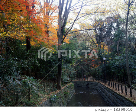 等々力渓谷 等々力渓谷 13299010