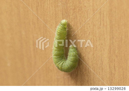 モンシロチョウの幼虫 13299026