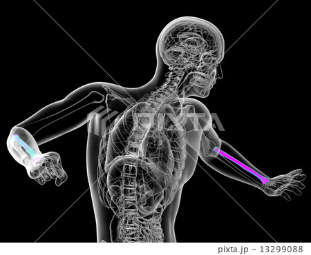 3d render medical illustration of the radius bone 13299088