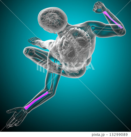 3d render medical illustration of the radius bone 13299089