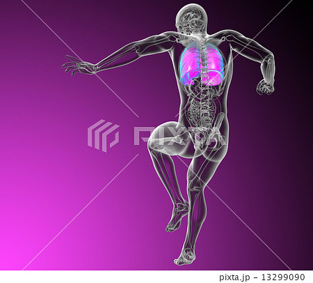 3d render medical illustration of the respiratory system 13299090