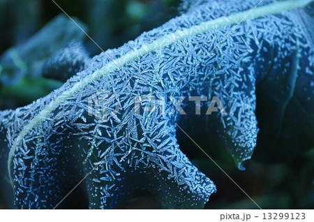 ブロッコリーの葉についた霜 13299123