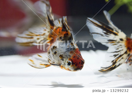 金魚（キャリコ流金） 13299232