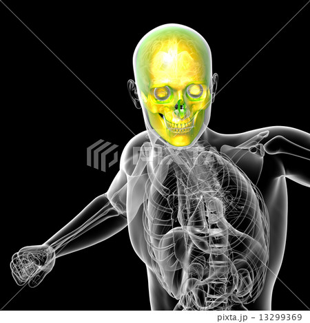 3d render medical illustration of the human skull 13299369