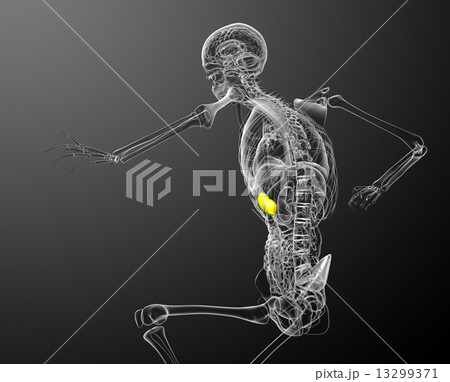 3d render medical illustration of the spleen 13299371