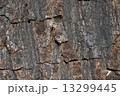 pattern on tree bark 13299445