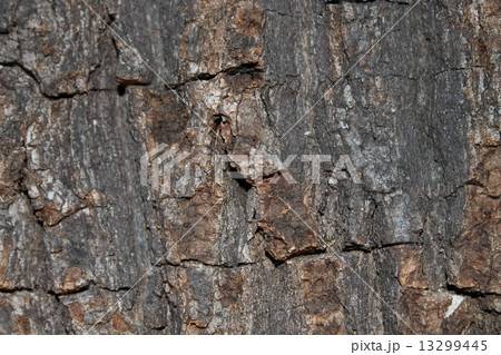 pattern on tree bark 13299445