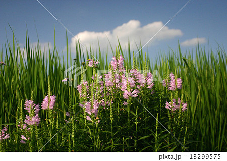 青空とカクトラノオ 13299575