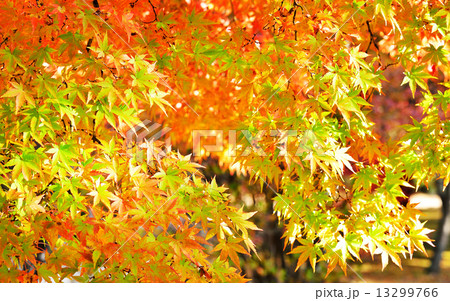 美しい秋の紅葉/鮮やかなオレンジ色 美しい秋の紅葉/鮮やかなオレンジ色 13299766