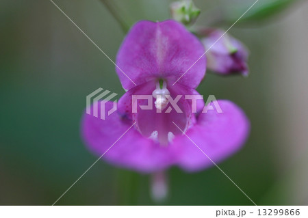 ツリフネソウ ツリフネソウ 13299866