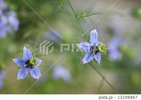 クロタネソウ 13299867