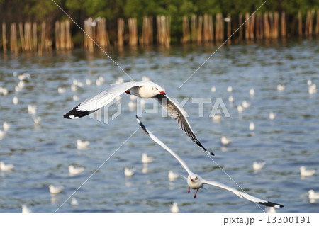 Seagull flying Seagull flying 13300191