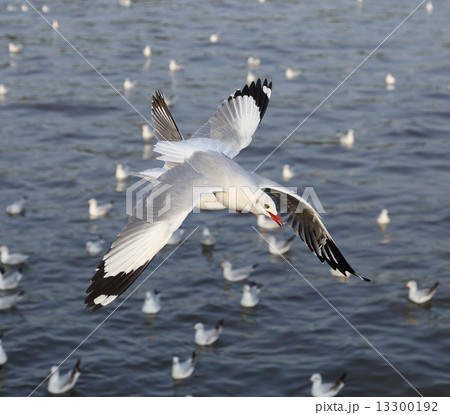 Seagull flying Seagull flying 13300192