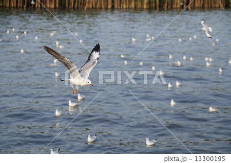 Seagull flying Seagull flying 13300195