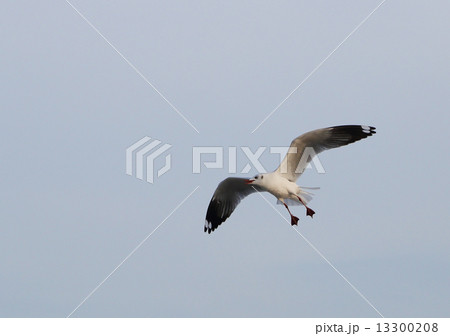 Seagull flying under the sky 13300208