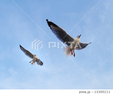 Seagull flying under the sky Seagull flying under the sky 13300211