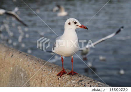 Seagull resting 13300220