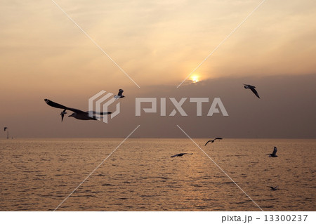 Seagull with sunset Seagull with sunset 13300237