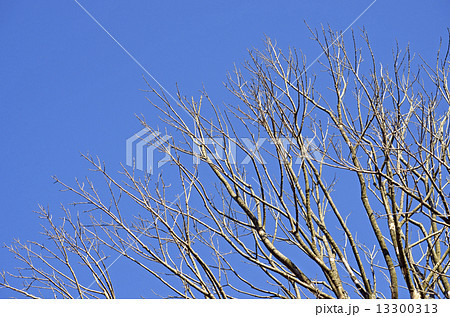 冬の梢 13300313
