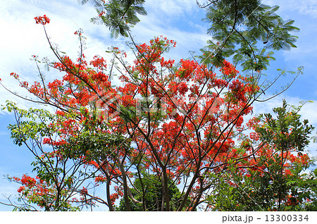 Flame tree Flower (Poinciana) blossom on blue sky background 13300334